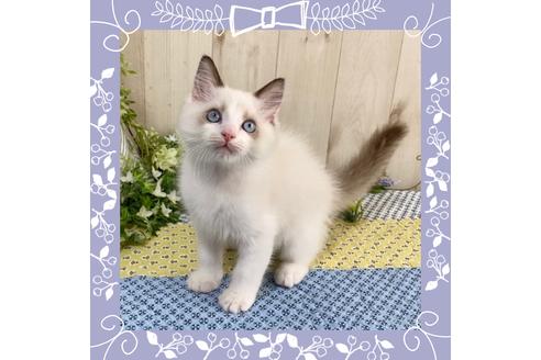 成約済の大阪府のラグドール-12156の1枚目