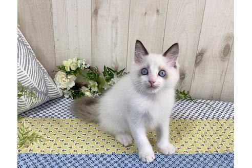 成約済の大阪府のラグドール-12156の6枚目