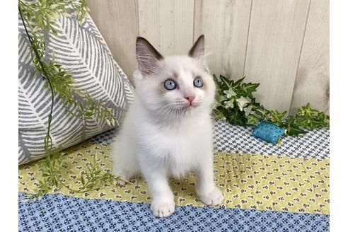 成約済の大阪府のラグドール-12156の4枚目