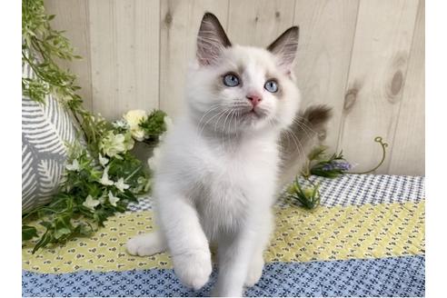 成約済の大阪府のラグドール-12156の2枚目