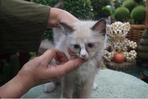 成約済の京都府のラグドール-12267の3枚目