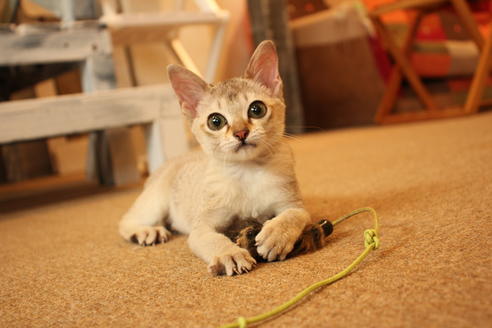 成約済の大阪府のシンガプーラ-11180