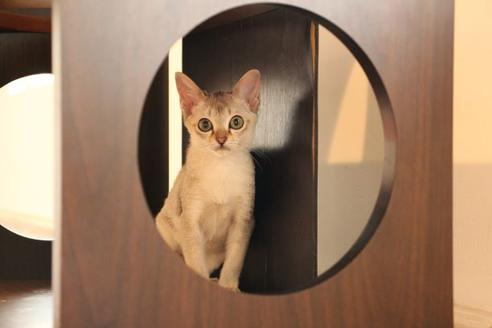 成約済の大阪府のシンガプーラ-11180の2枚目