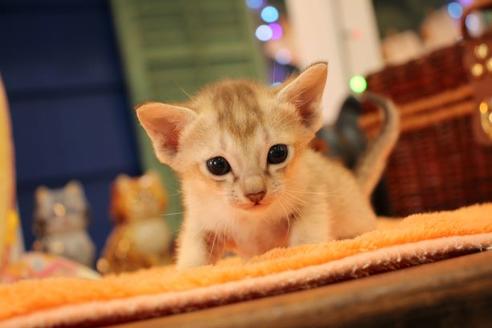 成約済の大阪府のシンガプーラ-12292の1枚目