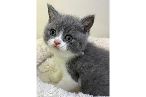 成約済の千葉県のブリティッシュショートヘア-12017の1枚目