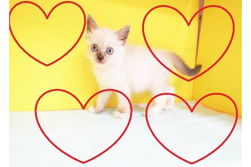 成約済の東京都のラグドール-12317