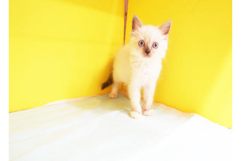 成約済の東京都のラグドール-12317の2枚目