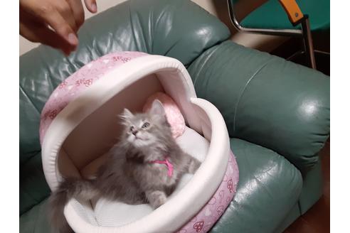 成約済の埼玉県のサイベリアン-11861の4枚目