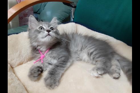 成約済の埼玉県のサイベリアン-11861の3枚目