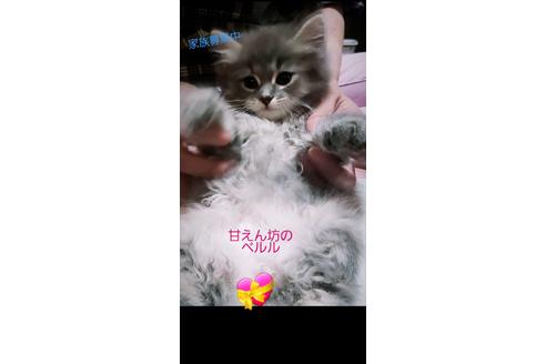 成約済の埼玉県のサイベリアン-11861の2枚目