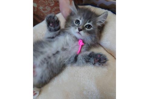 成約済の埼玉県のサイベリアン-11861