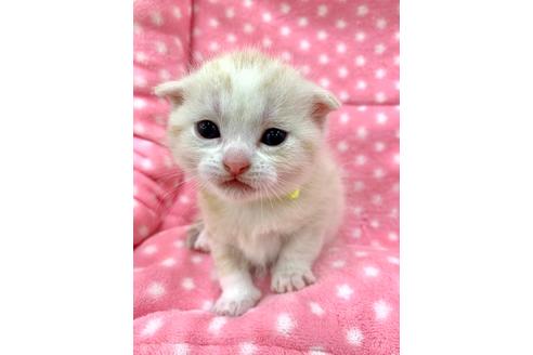 成約済の千葉県のスコティッシュフォールド-12370の3枚目