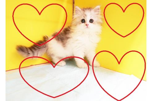 成約済の東京都のミヌエット-12373の1枚目