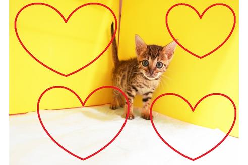 成約済の東京都のベンガル-12374の2枚目