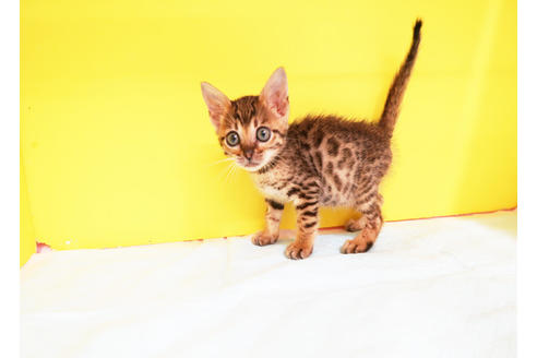 成約済の東京都のベンガル-12374の1枚目