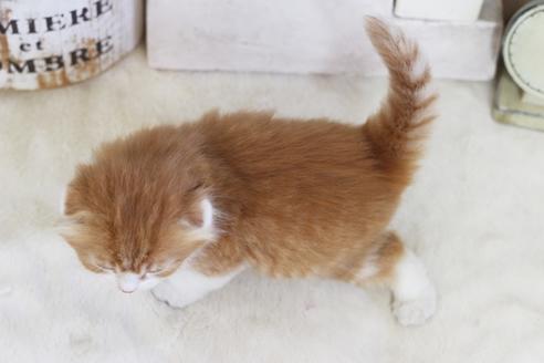 成約済の佐賀県のスコティッシュフォールド-12379の2枚目