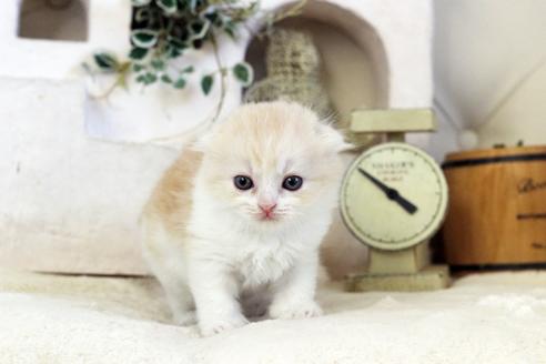 成約済の佐賀県のスコティッシュフォールド-12382の1枚目