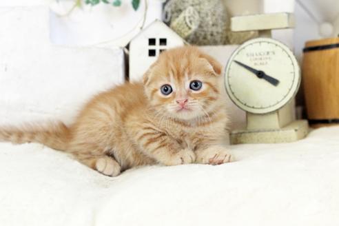 成約済の佐賀県のスコティッシュフォールド-12383の1枚目