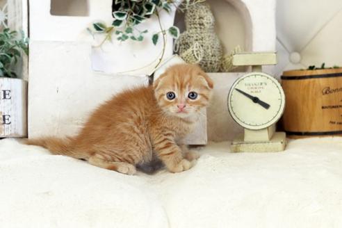 成約済の佐賀県のスコティッシュフォールド-12383の5枚目