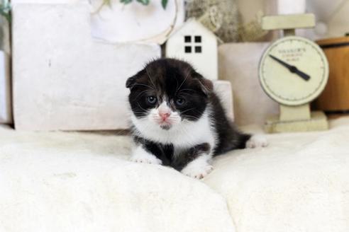 成約済の佐賀県のスコティッシュフォールド-12384の1枚目
