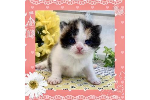 成約済の大阪府のスコティッシュフォールド-12403