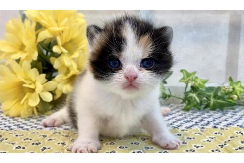 成約済の大阪府のスコティッシュフォールド-12403の5枚目