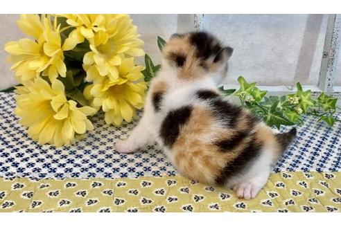 成約済の大阪府のスコティッシュフォールド-12403の4枚目