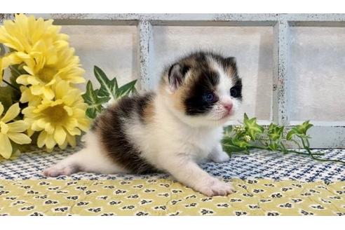 成約済の大阪府のスコティッシュフォールド-12403の3枚目