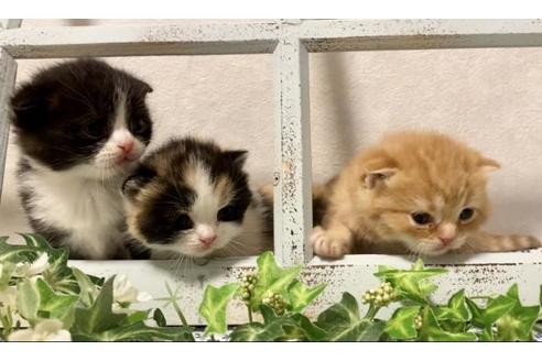 成約済の大阪府のスコティッシュフォールド-12403の2枚目