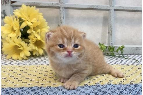 成約済の大阪府のスコティッシュフォールド-12405の4枚目