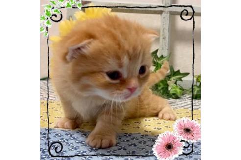 成約済の大阪府のスコティッシュフォールド-12405の3枚目