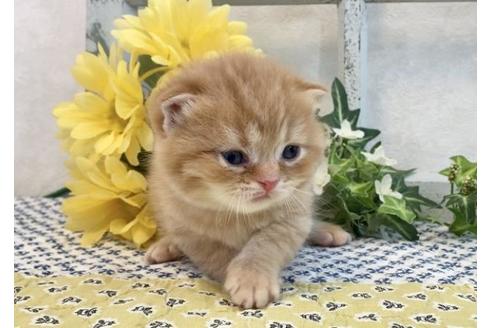 成約済の大阪府のスコティッシュフォールド-12405の2枚目