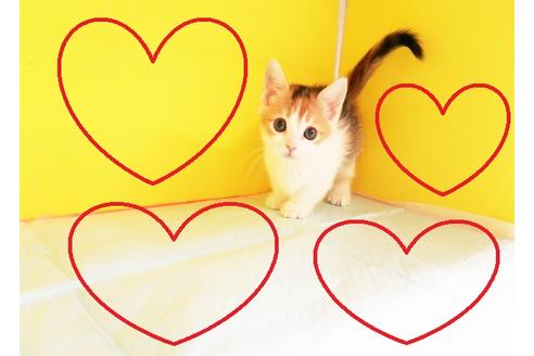 成約済の東京都のマンチカン-12421の1枚目