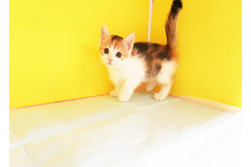 成約済の東京都のマンチカン-12421の2枚目