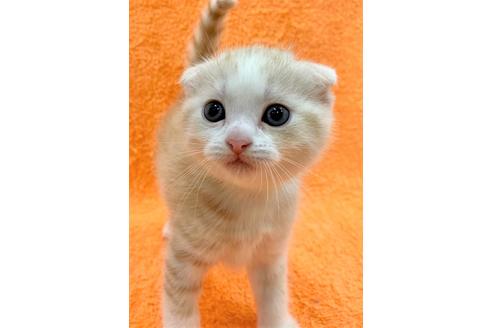 成約済の千葉県のスコティッシュフォールド-12370の1枚目