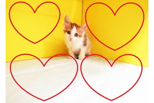 成約済の東京都のノルウェージャンフォレストキャット-12436の1枚目