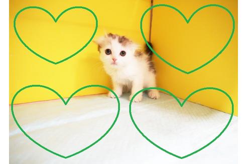 成約済の東京都のスコティッシュフォールド-12437の1枚目