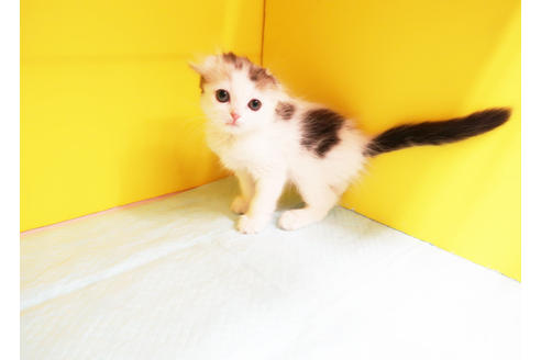 成約済の東京都のスコティッシュフォールド-12437の2枚目