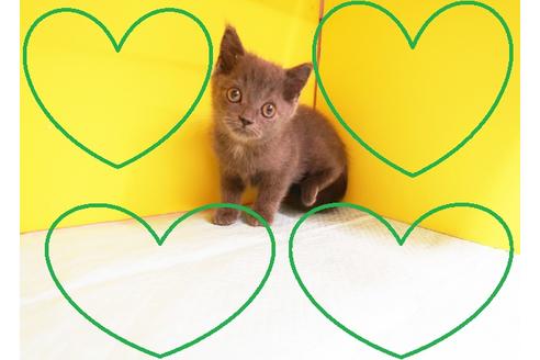 成約済の東京都のブリティッシュショートヘア-12438の1枚目