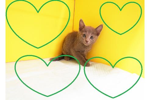 成約済の東京都のロシアンブルー-12439の2枚目