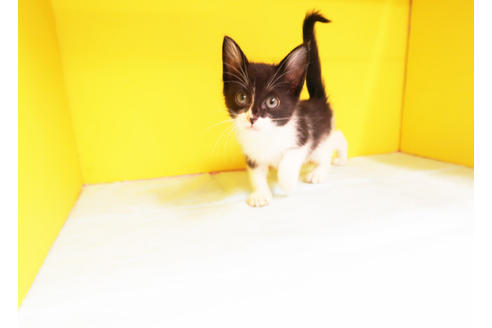 成約済の東京都のミックス-12440の2枚目