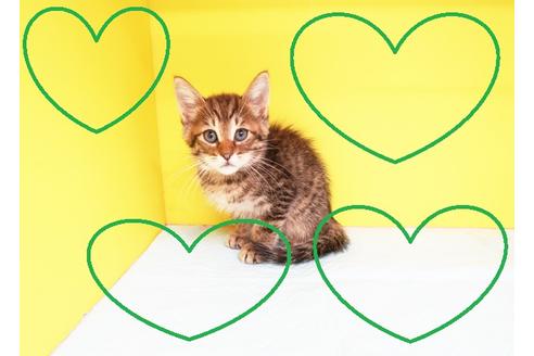 成約済の東京都のミックス-12441