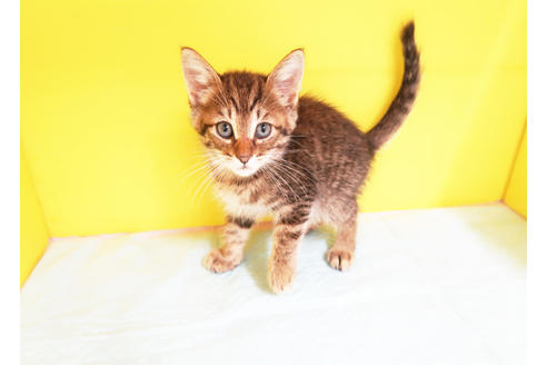 成約済の東京都のミックス-12441の2枚目