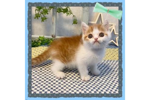 成約済の大阪府のエキゾチックショートヘア-12492の3枚目