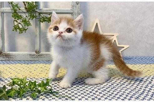 成約済の大阪府のエキゾチックショートヘア-12492の2枚目