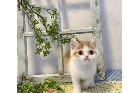 成約済の大阪府のエキゾチックショートヘア-12492の1枚目