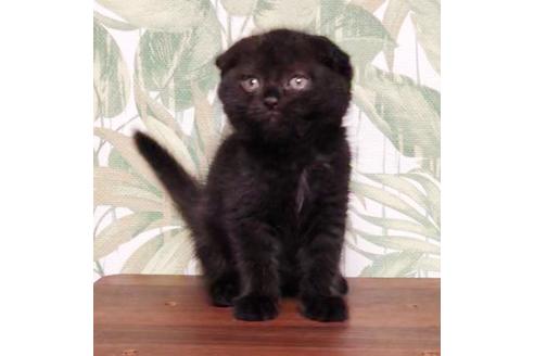 スコティッシュフォールド 子猫id の詳細情報 埼玉県 男の子 08 28生まれ ブラック 子猫ブリーダーナビ スコティッシュフォールド 子猫id の詳細情報 埼玉県 男の子 08 28生まれ ブラック 子猫ブリーダーナビ