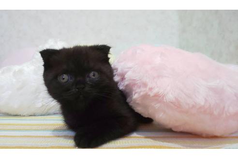 スコティッシュフォールド 子猫id の詳細情報 千葉県 男の子 09 02生まれ ブラック 子猫ブリーダーナビ スコティッシュフォールド 子猫id の詳細情報 千葉県 男の子 09 02生まれ ブラック 子猫ブリーダーナビ