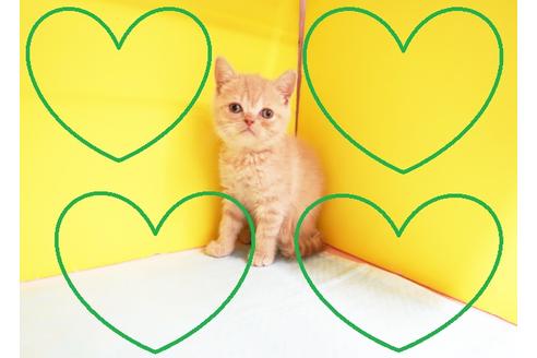 成約済の東京都のブリティッシュショートヘア-12533