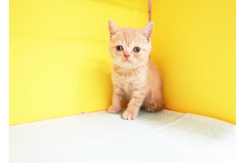 成約済の東京都のブリティッシュショートヘア-12533の2枚目